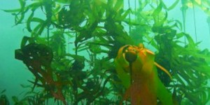 kelp bc 300x150 Sea weeds, off British Columbia coast