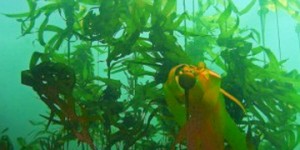 Sea weeds, off British Columbia coast