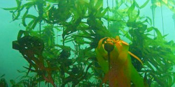 kelp_bc